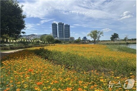 본문 이미지 - 화명생태공원 연꽃단지 황화코스모스단지.&#40;부산시 제공. 재판매 및 DB금지&#41;