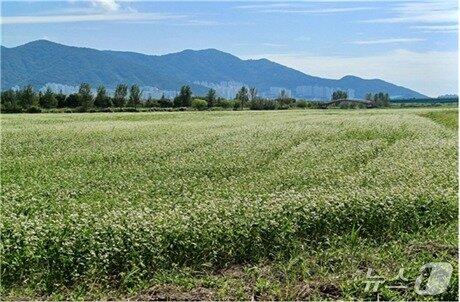본문 이미지 - 삼락생태공원 철새먹이터 메밀꽃밭.&#40;부산시 제공. 재판매 및 DB금지&#41;