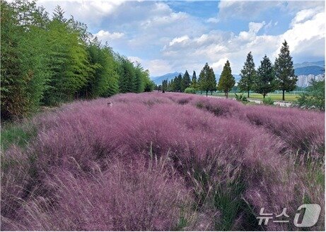 본문 이미지 - 대저생태공원 핑크뮬리단지.&#40;부산시 제공. 재판매 및 DB금지&#41;