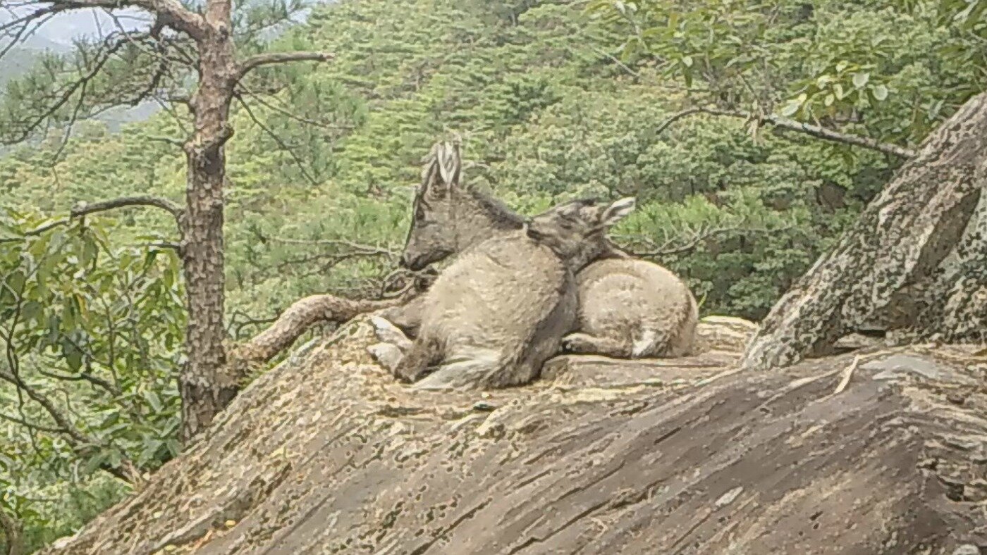 본문 이미지 - 속리산 고지대 바위 위에서 휴식 하고 있는 어미 산양과 새끼 산양.&#40;국립공원공단 제공&#41; 2025.10.9 /뉴스1