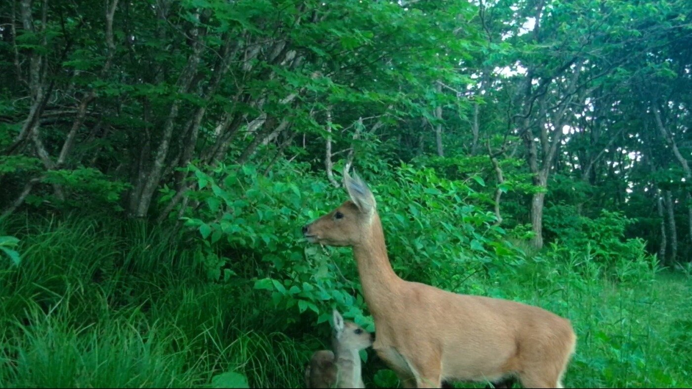 본문 이미지 - 한려해상국립공원에서 관찰된 노루 &#40;국립공원공단 제공&#41; 2025.10.9 /뉴스1