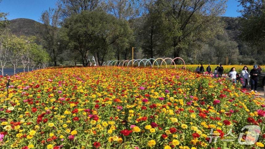 본문 이미지 - 경기 가평군 자라섬 남도 꽃 페스타&#40;가평군 제공. 재판매 및 DB 금지&#41;/뉴스1