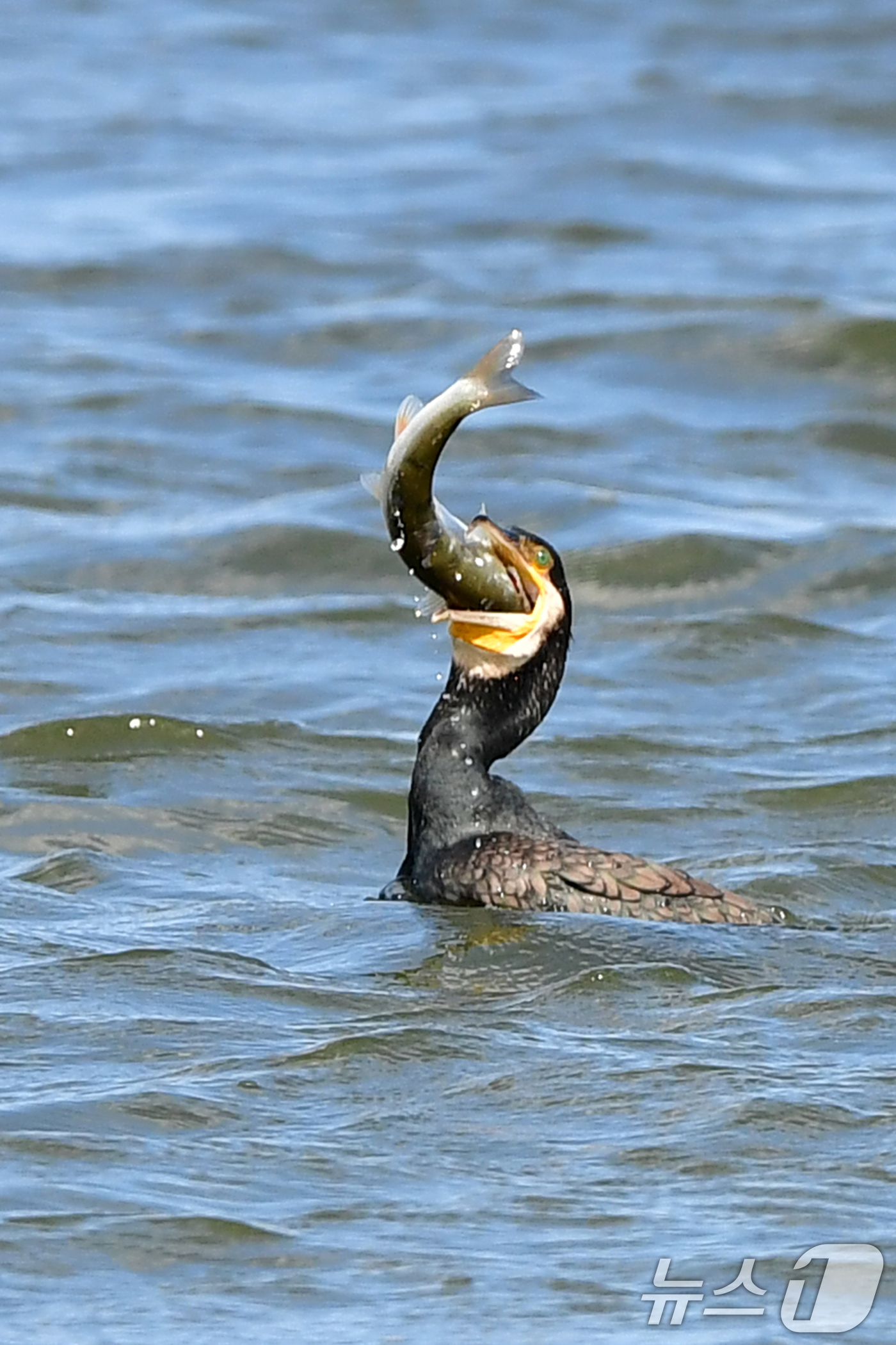 (포항=뉴스1) 최창호 기자 = 9일 경북 포항시 남구 연일읍 형산강에서 가마우지가 물고기 사냥에 한창이다.  2025.10.9/뉴스1