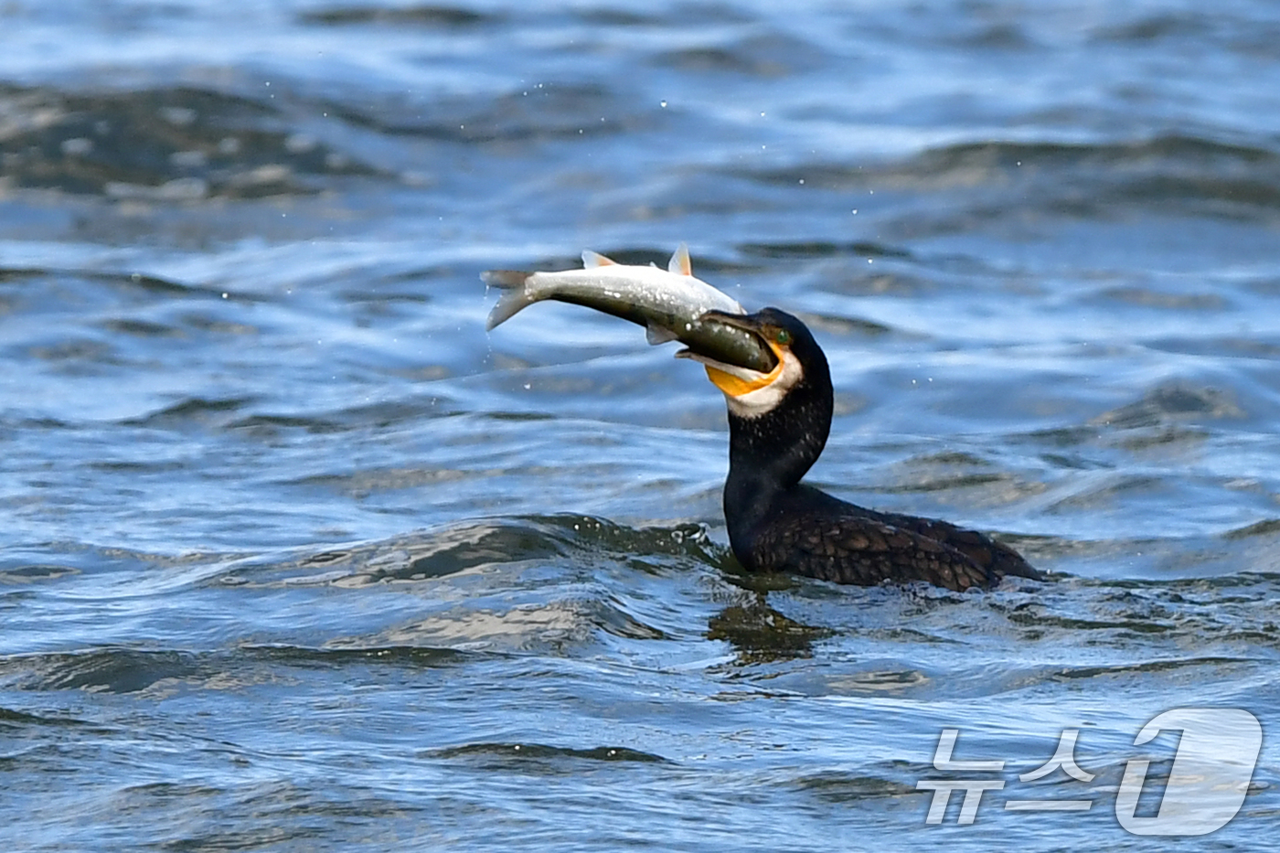 (포항=뉴스1) 최창호 기자 = 9일 경북 포항시 남구 연일읍 형산강에서 가마우지가 물고기 사냥에 한창이다. 2025.10.9/뉴스1