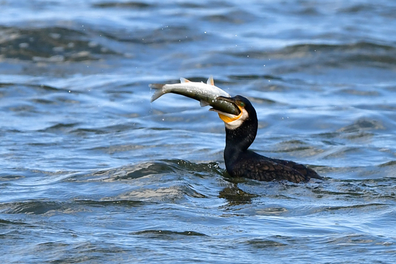 충주시, 농작물 피해 예방 위해 유해야생동물 상설포획단 운영