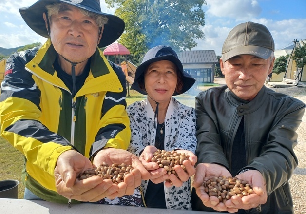 "직접 딴 구실잣밤나무 열매 구워 먹으니 맛있어요"
