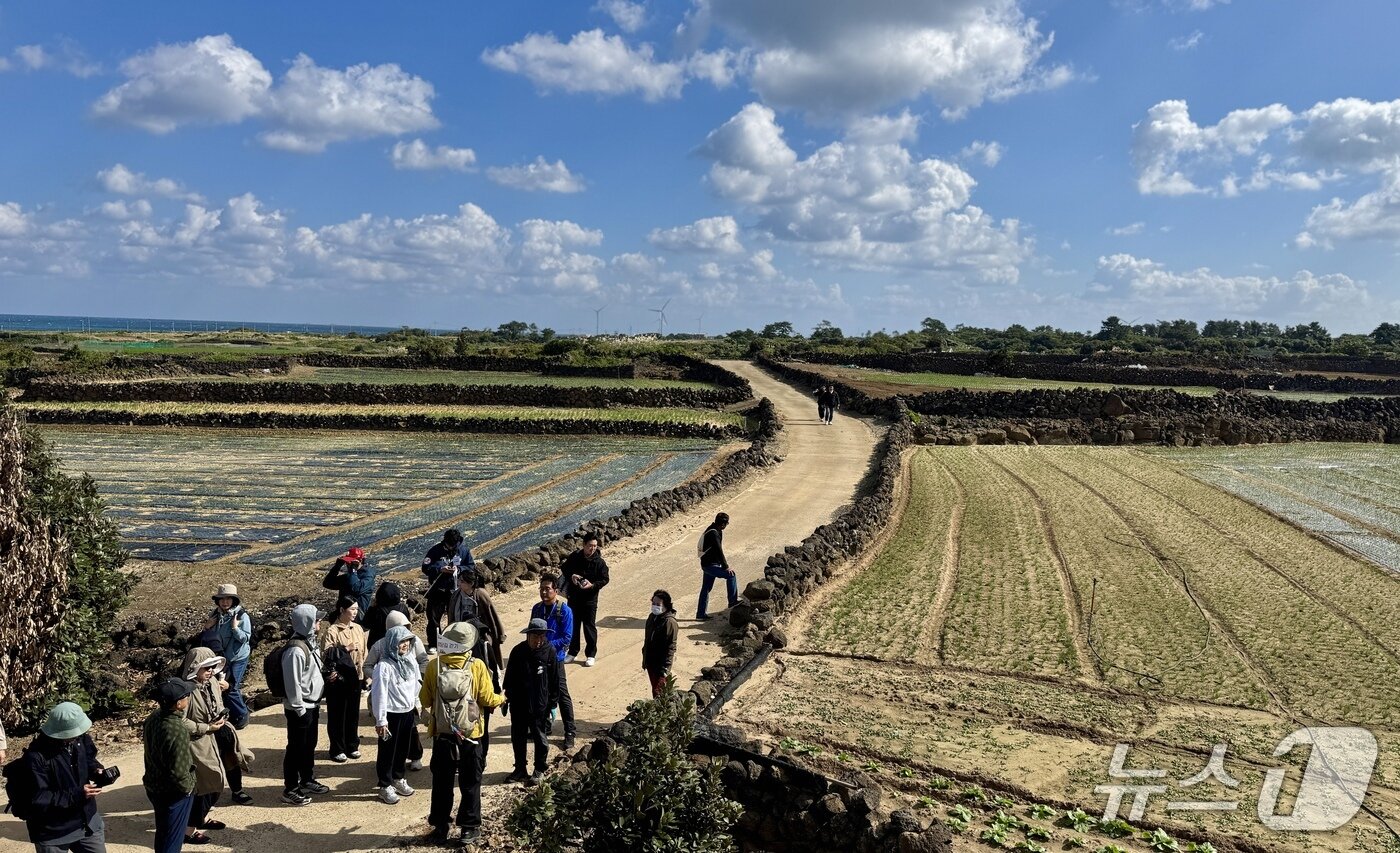 본문 이미지 - 이날 제주시 구좌읍 월정리 제주밭담 테마공원 일원에서 '제9회 제주밭담축제'에서 도민과 관광객들이 밭담길을 걷고 있다.(KCTV 제공. 재판매 및 DB 금지)/뉴스1 