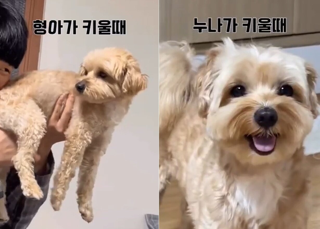 본문 이미지 - 형과 누나 대하는 온도차 극명한 댕댕이 모카(인스타그램 mo_cka_ 제공) ⓒ 뉴스1