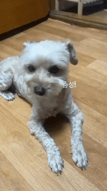 본문 이미지 - 모카의 충성 개인기(인스타그램 mo_cka_ 제공) ⓒ 뉴스1