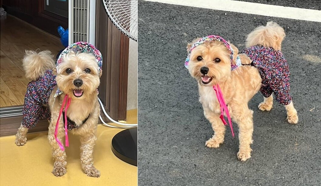 본문 이미지 - 꽃무늬 바지가 잘 어울리는 모카(인스타그램 mo_cka_ 제공) ⓒ 뉴스1