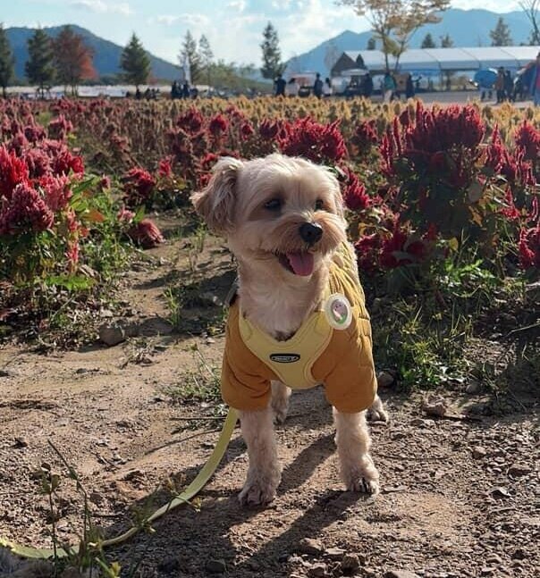 본문 이미지 - 보호자 민지 씨는 모카가 더 밝아진 이유를 잦은 산책이라 꼽는다(인스타그램 mo_cka_ 제공). ⓒ 뉴스1