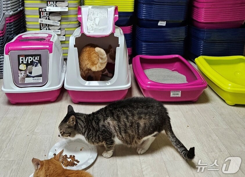 본문 이미지 - 초롱쉼터 고양이(벳아너스 제공) ⓒ 뉴스1