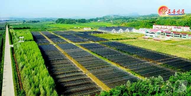 (평양 노동신문=뉴스1) = 북한 노동당 기관지 노동신문은 10일 "경애하는 총비서동지의 구상에 따라 산림복구가 개시된이래 각지에 현대적인 양묘장들이 일떠서고 100여만 정보의 산 …