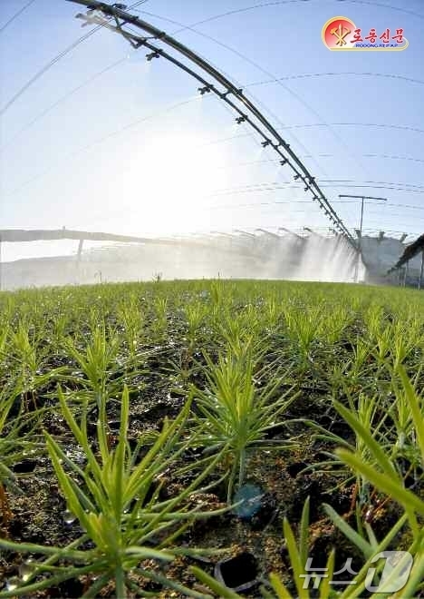 (평양 노동신문=뉴스1) = 북한 노동당 기관지 노동신문은 10일 "경애하는 총비서동지의 구상에 따라 산림복구가 개시된이래 각지에 현대적인 양묘장들이 일떠서고 100여만 정보의 산 …