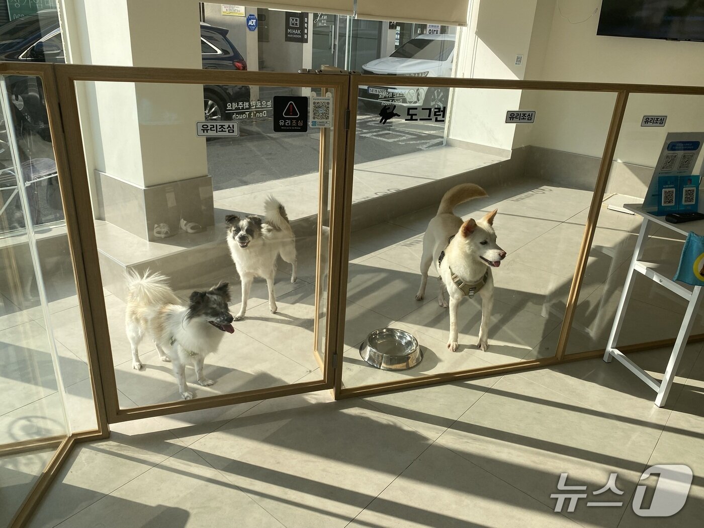 본문 이미지 - 피스멍멍에서 보호 중인 유기견들. (광주 동구 제공. 재판매 및 DB 금지)