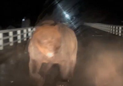 "입 벌린 채 차량에 돌진"…日홋카이도 출몰한 거대 야생 곰