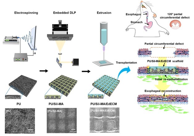 부경대·서울대병원, '인공식도' 구현 바이오 제조 기술 개발