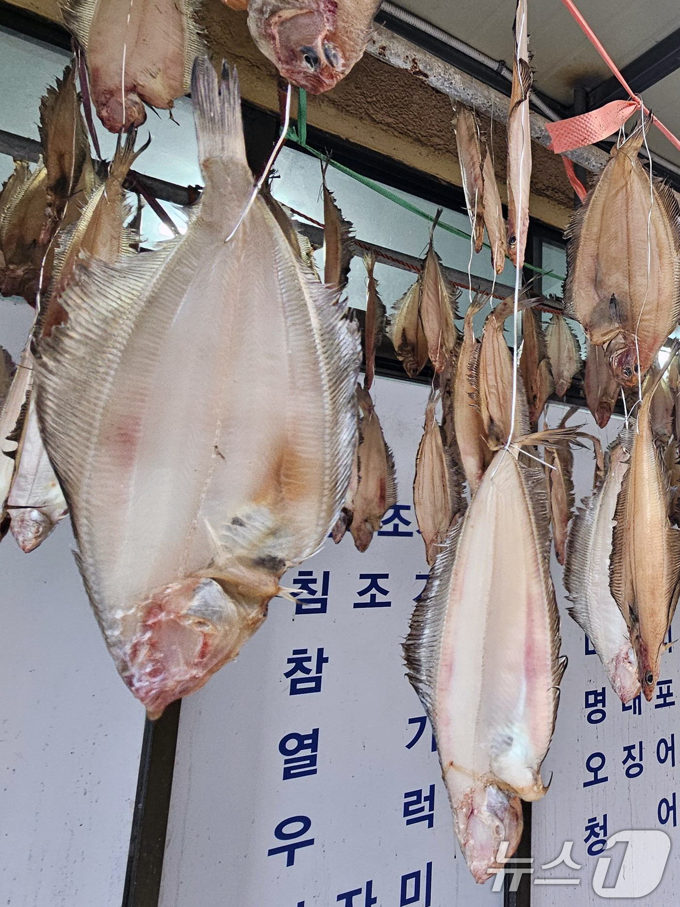 (포항=뉴스1) 최창호 기자 = 10일 경북 포항시 죽도어시장 상가 처마 밑에서 물가자미들이 가을 햇살에 말라가고 있다.   2025.11.10/뉴스1