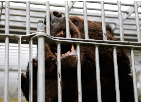 본문 이미지 - 홋카이도 수나가와에 갇힌 우리에서 불곰. 출처=재팬타임즈. REUTERS