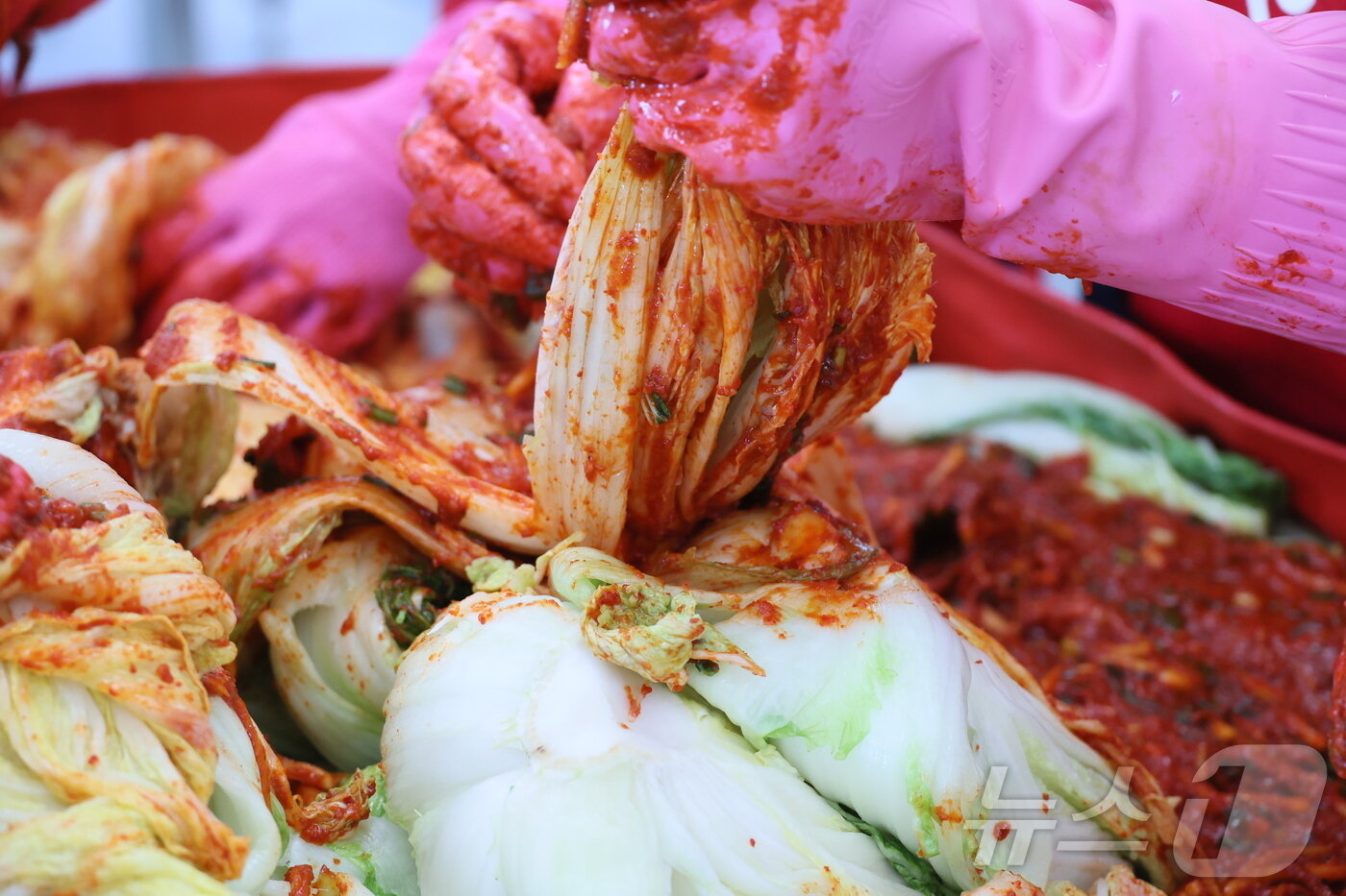 본문 이미지 - 전북 임실군 성수면 &#39;고추앤농산물가공판매장&#39;에서 10일 관계자들이 &#39;아삭아삭 김장페스티벌&#39;을 앞두고 임실산 배추와 고춧가루로 버무린 김장김치 담기를 시연하고 있다. &#40;임실군제공, 재판매 및 DB금지&#41; /뉴스1 