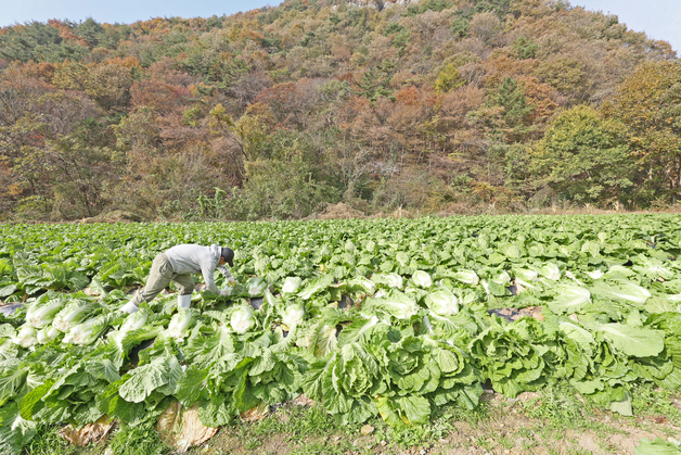 [오늘의 날씨]전북(11일, 화)…오후부터 맑아져, 무주·장수 아침 0도