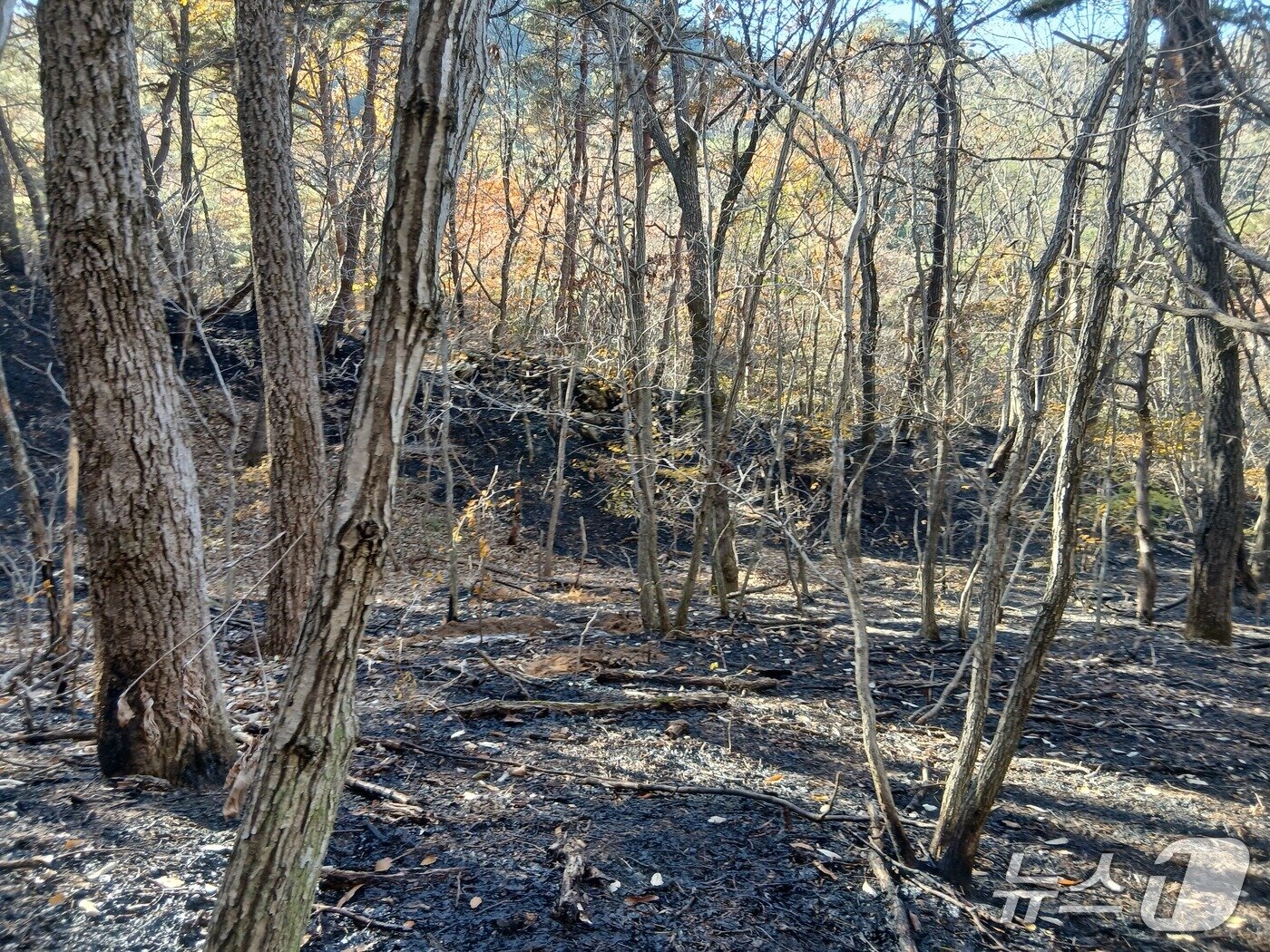 본문 이미지 - 10일 오전 충북 괴산군 칠성면 사은리에서 산불이 발생해 임야 1.5㏊가 불에 탔다.&#40;괴산소방서 제공, 재판매 및 DB금지&#41;/뉴스1