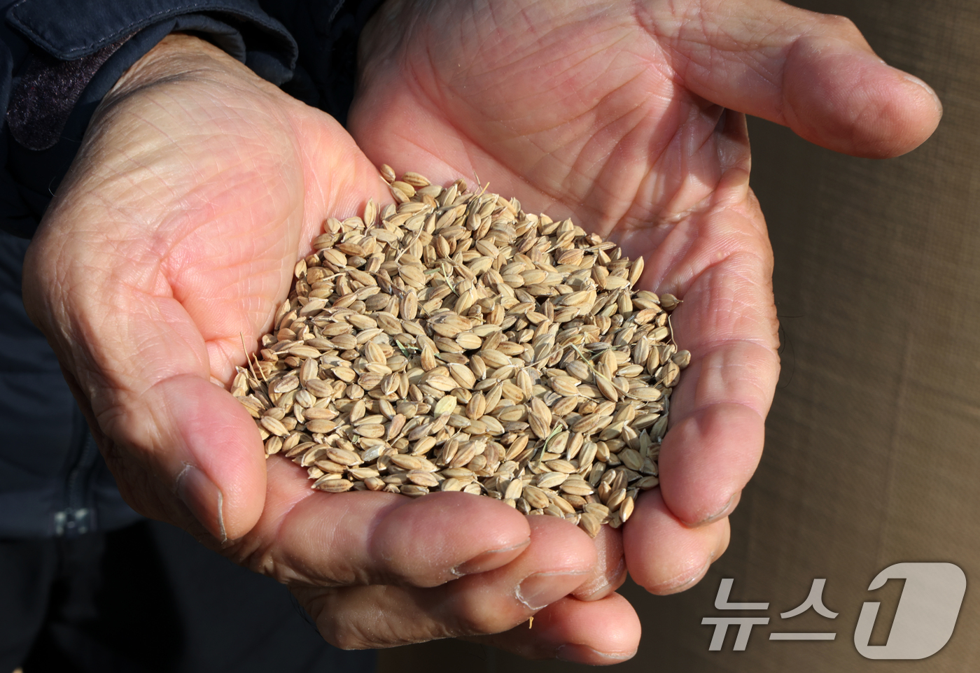 (대전=뉴스1) 김기태 기자 = 대전지역 공공비축미 매입이 시작된 11일 대전 유성구 대동창고에서 농민이 검사받을 쌀을 손에 들 상태를 풀질을 확인하고 있다.  2025.11.11 …