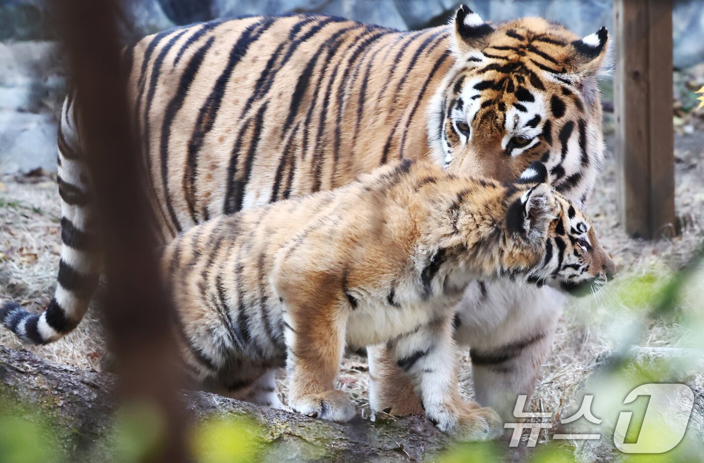 본문 이미지 - 11일 오전 경기 과천시 서울대공원 동물원에서 시베리아 새끼호랑이 설호가 어미 펜자와 뛰놀고 있다. 설호는 올해 6월 6일 현충일에 서울대공원에서 태어난 순수 혈통 시베리아 호랑이다. 2025.11.11/뉴스1 ⓒ News1 김민지 기자