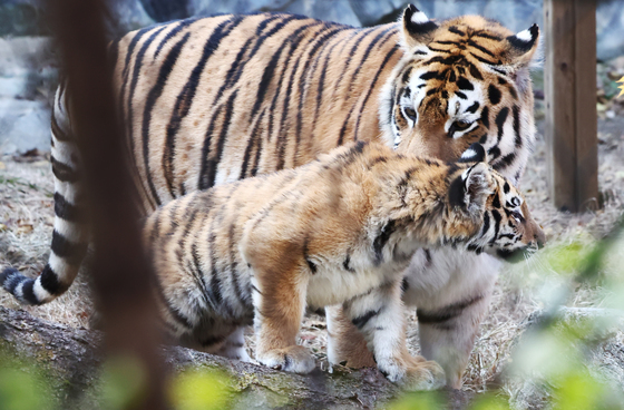 서울대공원, 동행기금 기부 페이지 개설…동물 복지 지원