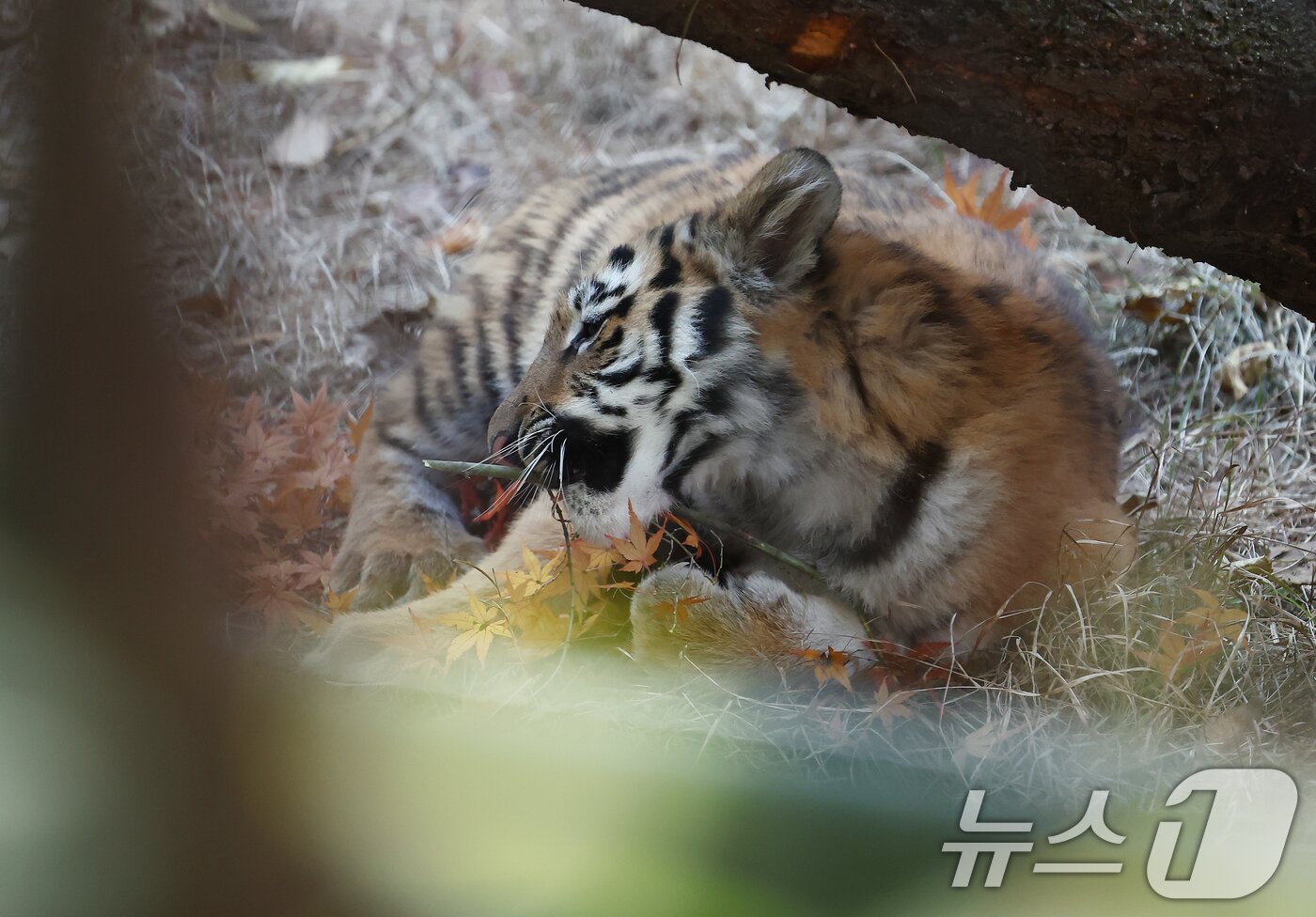 본문 이미지 - 11일 오전 경기 과천시 서울대공원 동물원에서 시베리아 새끼호랑이 설호가 어미 펜자와 뛰놀고 있다. 설호는 올해 6월 6일 현충일에 서울대공원에서 태어난 순수 혈통 시베리아 호랑이다. 2025.11.11/뉴스1 ⓒ News1 김민지 기자