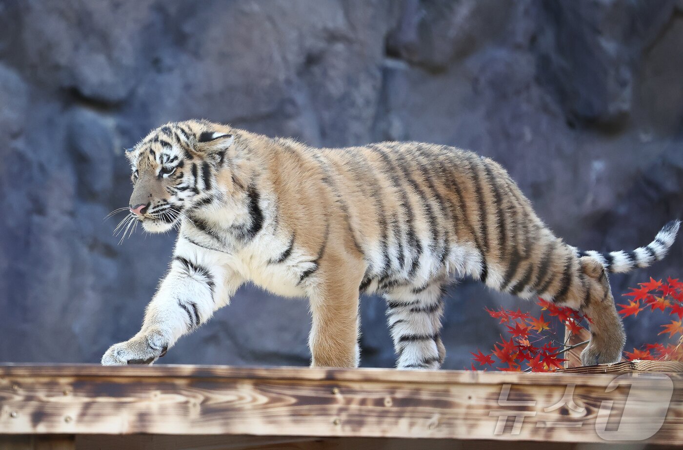 본문 이미지 - 11일 오전 경기 과천시 서울대공원 동물원에서 시베리아 새끼호랑이 설호가 뛰놀고 있다. 설호는 올해 6월 6일 현충일에 서울대공원에서 태어난 순수 혈통 시베리아 호랑이다. 2025.11.11/뉴스1 ⓒ News1 김민지 기자