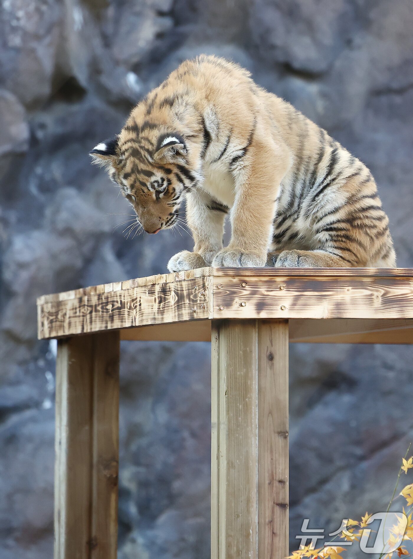 본문 이미지 - 11일 오전 경기 과천시 서울대공원 동물원에서 시베리아 새끼호랑이 설호가 뛰놀고 있다. 설호는 올해 6월 6일 현충일에 서울대공원에서 태어난 순수 혈통 시베리아 호랑이다. 2025.11.11/뉴스1 ⓒ News1 김민지 기자