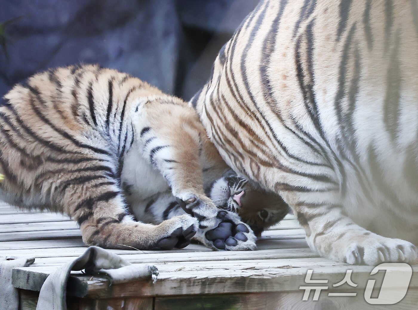 본문 이미지 - 11일 오전 경기 과천시 서울대공원 동물원에서 시베리아 새끼호랑이 설호가 뛰놀고 있다. 설호는 올해 6월 6일 현충일에 서울대공원에서 태어난 순수 혈통 시베리아 호랑이다. 2025.11.11/뉴스1 ⓒ News1 김민지 기자