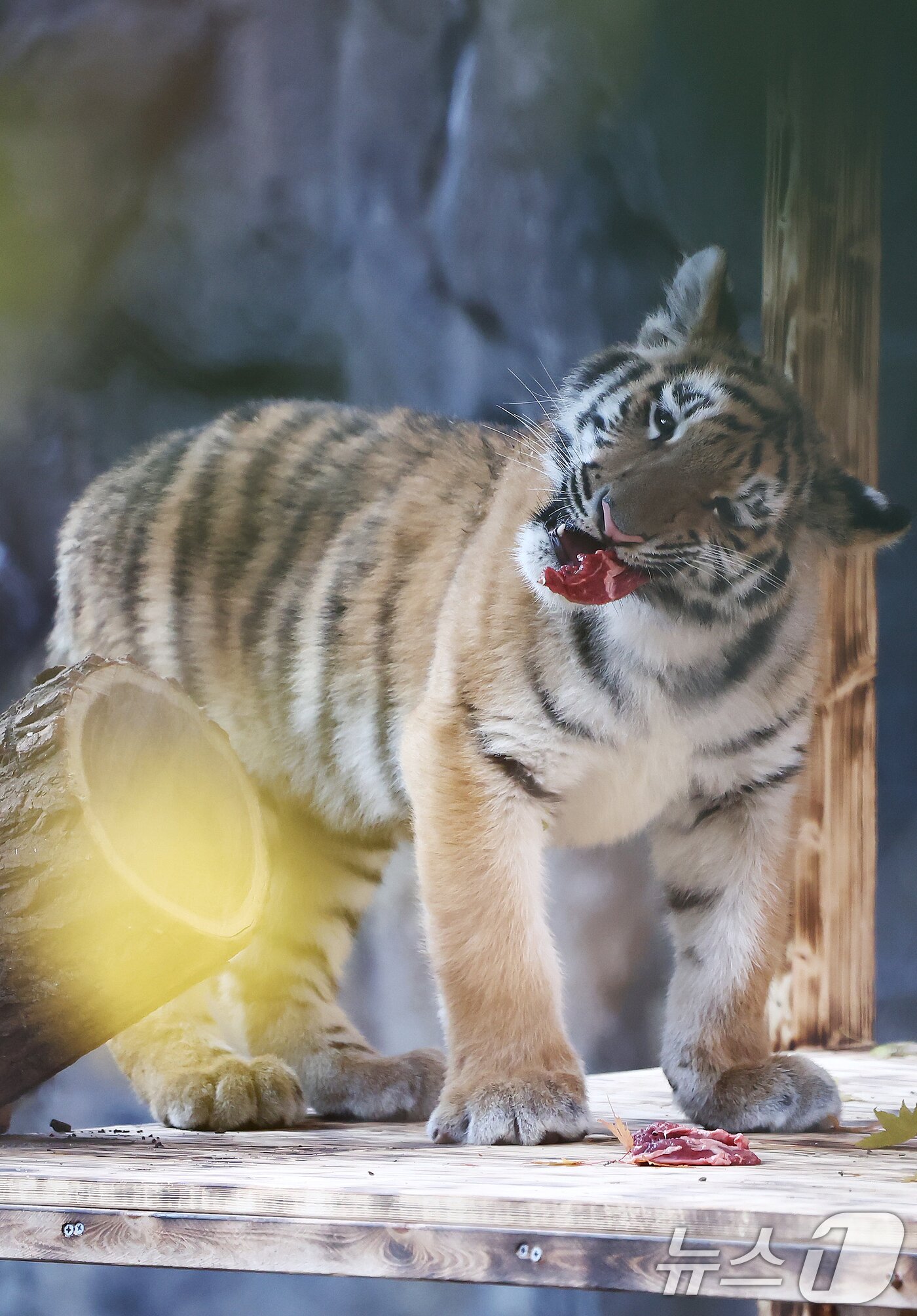 본문 이미지 - 11일 오전 경기 과천시 서울대공원 동물원에서 시베리아 새끼호랑이 설호가 뛰놀고 있다. 설호는 올해 6월 6일 현충일에 서울대공원에서 태어난 순수 혈통 시베리아 호랑이다. 2025.11.11/뉴스1 ⓒ News1 김민지 기자