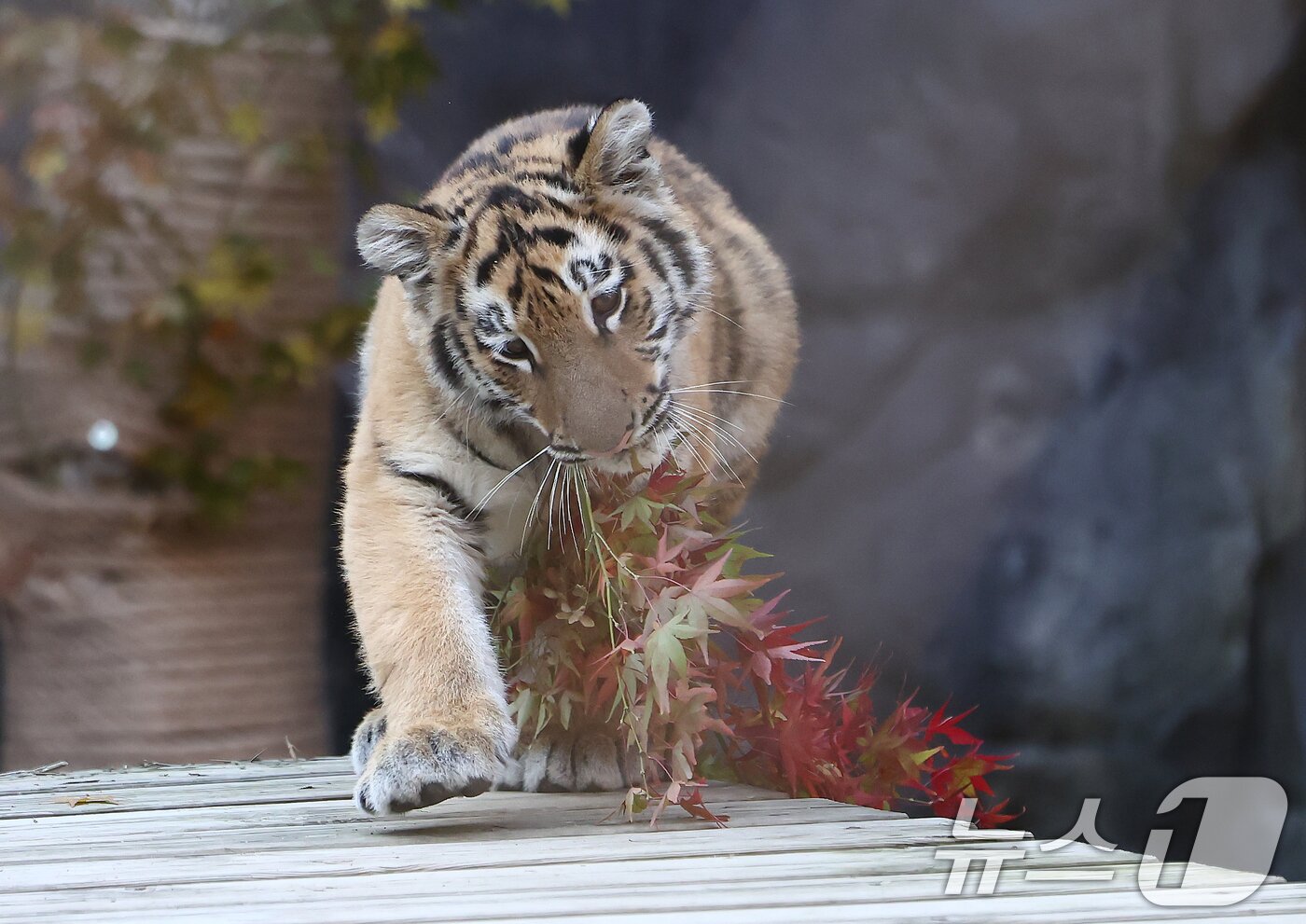 본문 이미지 - 11일 오전 경기 과천시 서울대공원 동물원에서 시베리아 새끼호랑이 설호가 뛰놀고 있다. 설호는 올해 6월 6일 현충일에 서울대공원에서 태어난 순수 혈통 시베리아 호랑이다. 2025.11.11/뉴스1 ⓒ News1 김민지 기자