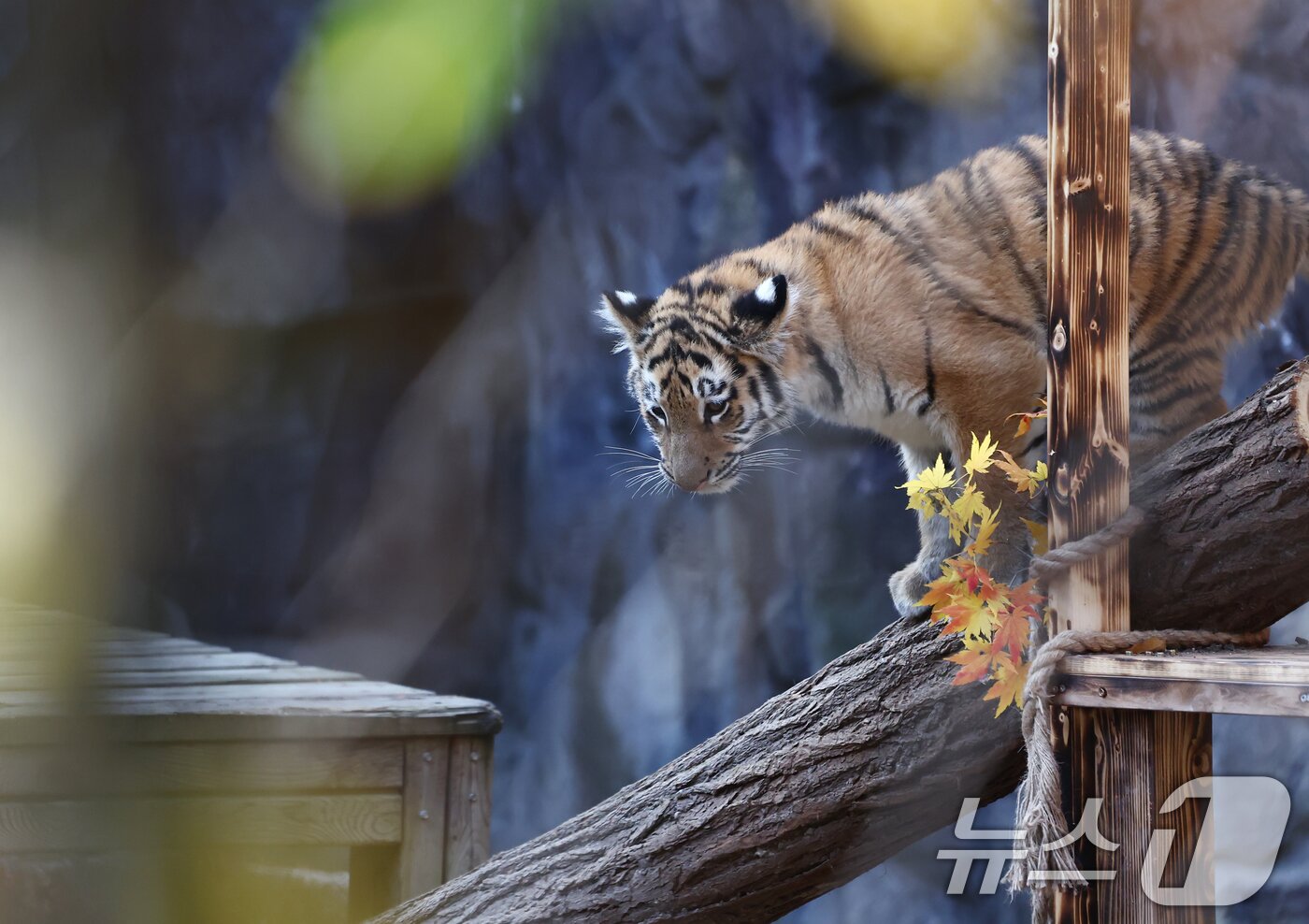 본문 이미지 - 11일 오전 경기 과천시 서울대공원 동물원에서 시베리아 새끼호랑이 설호가 뛰놀고 있다. 설호는 올해 6월 6일 현충일에 서울대공원에서 태어난 순수 혈통 시베리아 호랑이다. 2025.11.11/뉴스1 ⓒ News1 김민지 기자