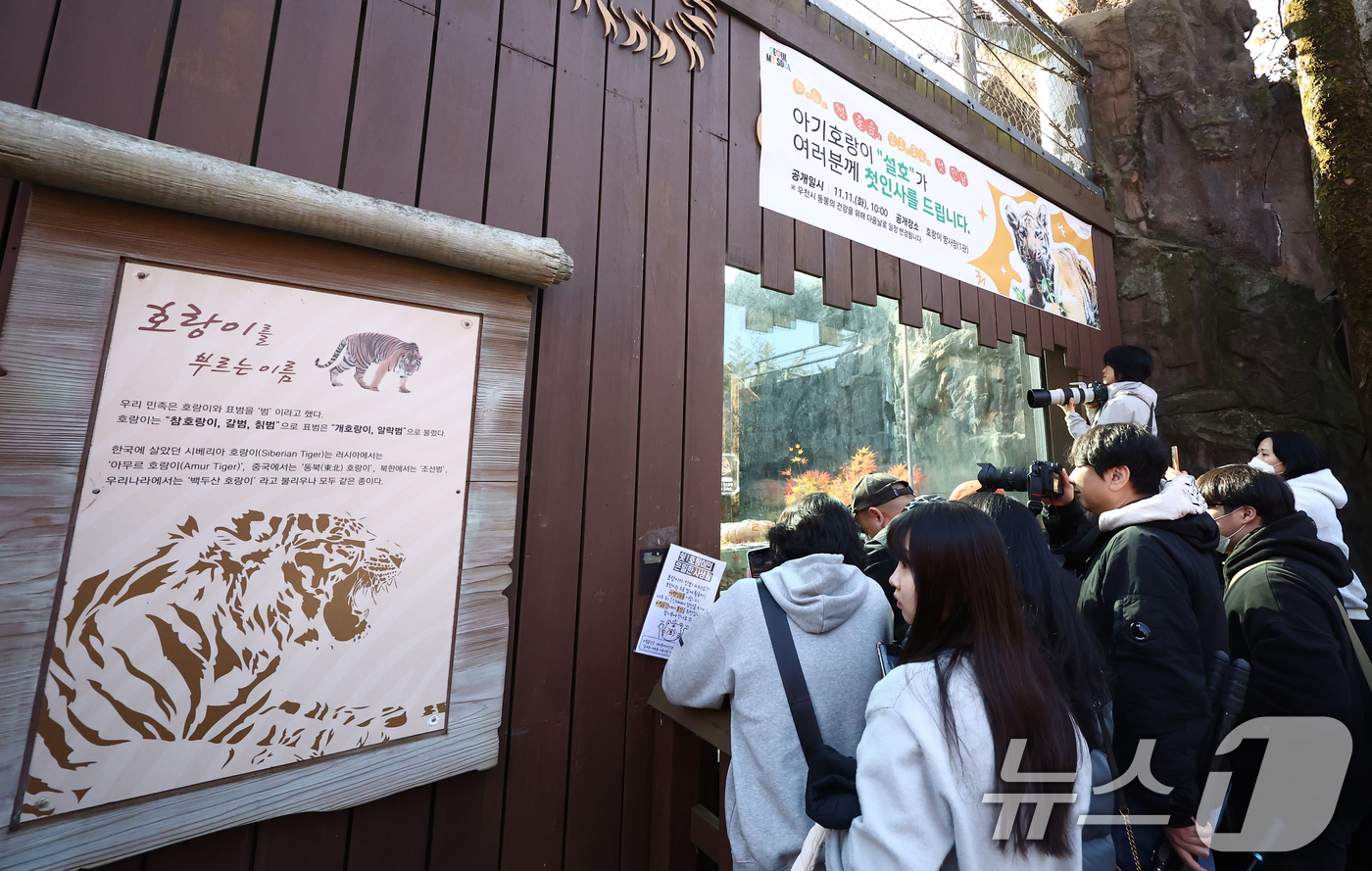 (과천=뉴스1) 김민지 기자 = 11일 오전 경기 과천시 서울대공원 동물원에서 시민들이 시베리아 새끼호랑이 설호를 보고 있다.설호는 올해 6월 6일 현충일에 서울대공원에서 태어난 …