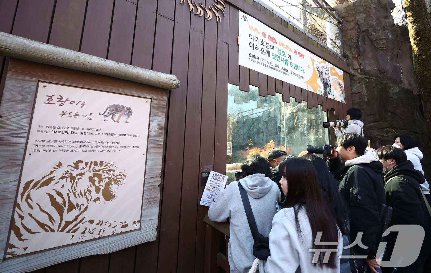 본문 이미지 - 11일 오전 경기 과천시 서울대공원 동물원에서 시민들이 시베리아 새끼호랑이 설호를 보고 있다. 설호는 올해 6월 6일 현충일에 서울대공원에서 태어난 순수 혈통 시베리아 호랑이다. 2025.11.11/뉴스1 ⓒ News1 김민지 기자