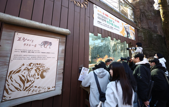 아기호랑이 설호 향한 관심