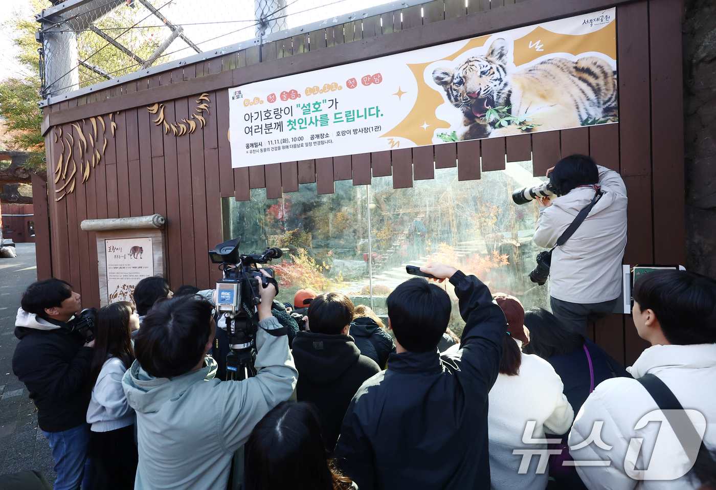 (과천=뉴스1) 김민지 기자 = 11일 오전 경기 과천시 서울대공원 동물원에서 시민들과 취재진이 시베리아 새끼호랑이 설호를 보고 있다.설호는 올해 6월 6일 현충일에 서울대공원에서 …