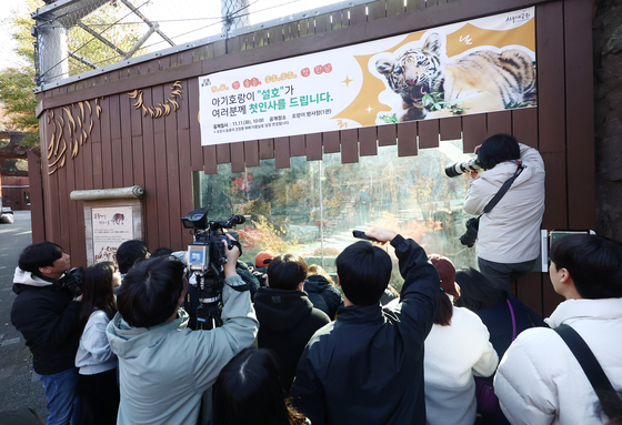 아기호랑이 설호 향한 관심