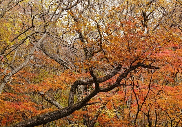 [오늘의 날씨]전북(16일, 일)…낮최고 19도 포근, 밤부터 빗방울