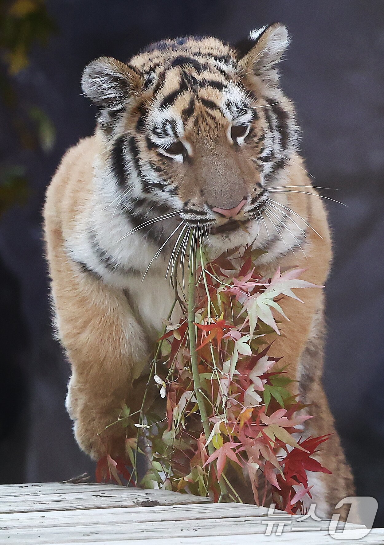 본문 이미지 - 11일 오전 경기 과천시 서울대공원 동물원에서 시베리아 새끼호랑이 설호가 뛰놀고 있다. 설호는 올해 6월 6일 현충일에 서울대공원에서 태어난 순수 혈통 시베리아 호랑이다. 2025.11.11/뉴스1 ⓒ News1 김민지 기자