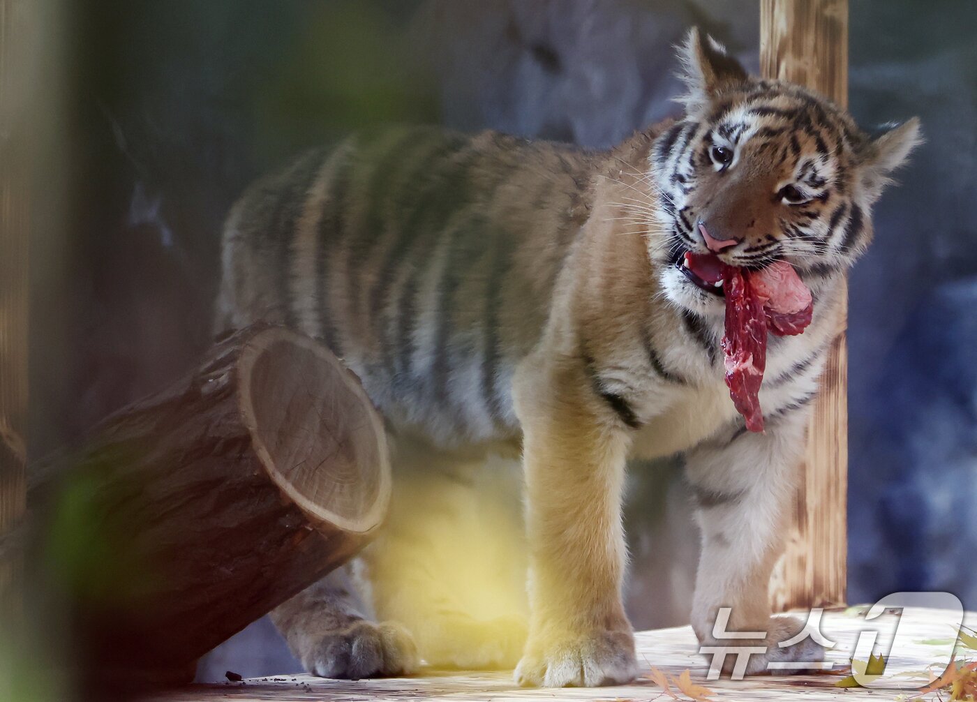 본문 이미지 - 11일 오전 경기 과천시 서울대공원 동물원에서 시베리아 새끼호랑이 설호가 고기를 먹고 있다. 설호는 올해 6월 6일 현충일에 서울대공원에서 태어난 순수 혈통 시베리아 호랑이다. 2025.11.11/뉴스1 ⓒ News1 김민지 기자