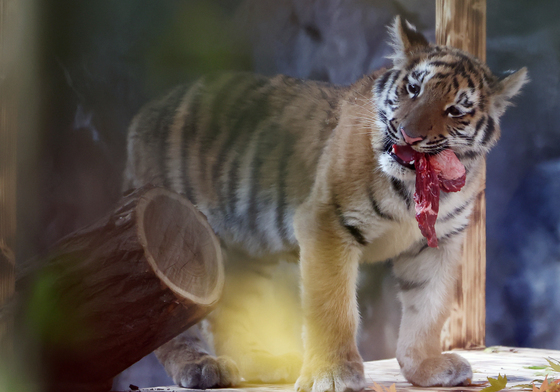 서울대공원, 일본원숭이 동산 40년 만 전면 리모델링…5월까지 관람 제한