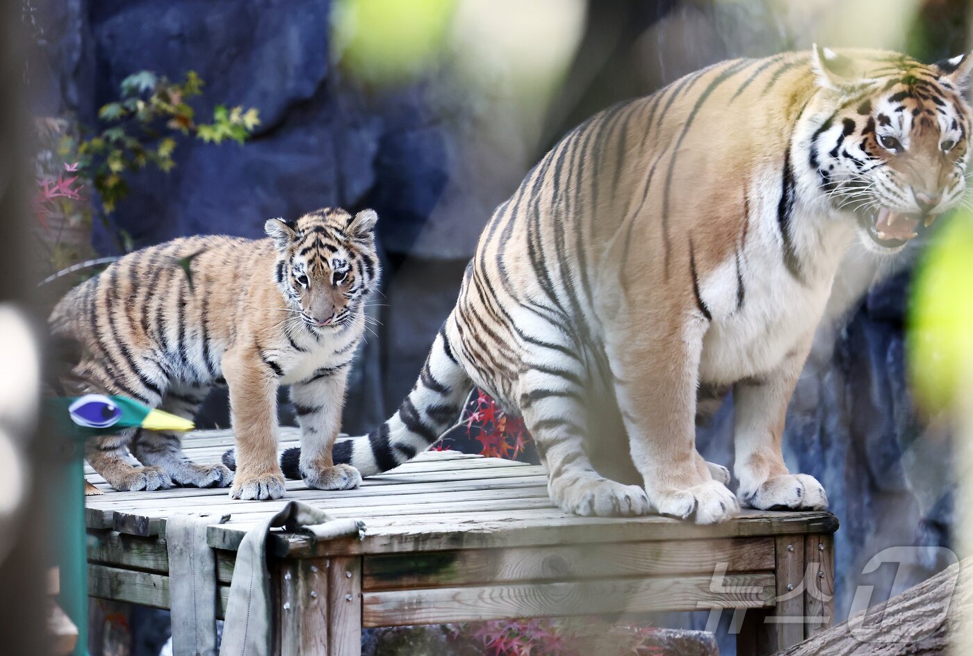 본문 이미지 - 11일 오전 경기 과천시 서울대공원 동물원에서 시베리아 새끼호랑이 설호가 어미 펜자와 뛰놀고 있다. 설호는 올해 6월 6일 현충일에 서울대공원에서 태어난 순수 혈통 시베리아 호랑이다. ⓒ News1 김민지 기자