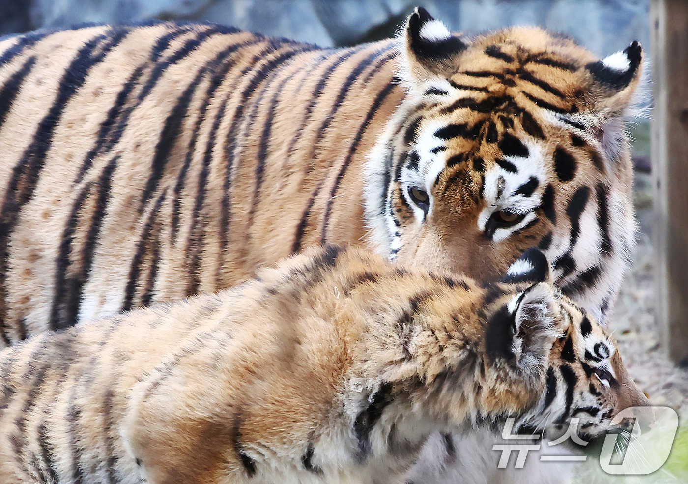 (과천=뉴스1) 김민지 기자 = 11일 오전 경기 과천시 서울대공원 동물원에서 시베리아 새끼호랑이 설호가 어미 펜자와 뛰놀고 있다.설호는 올해 6월 6일 현충일에 서울대공원에서 태 …