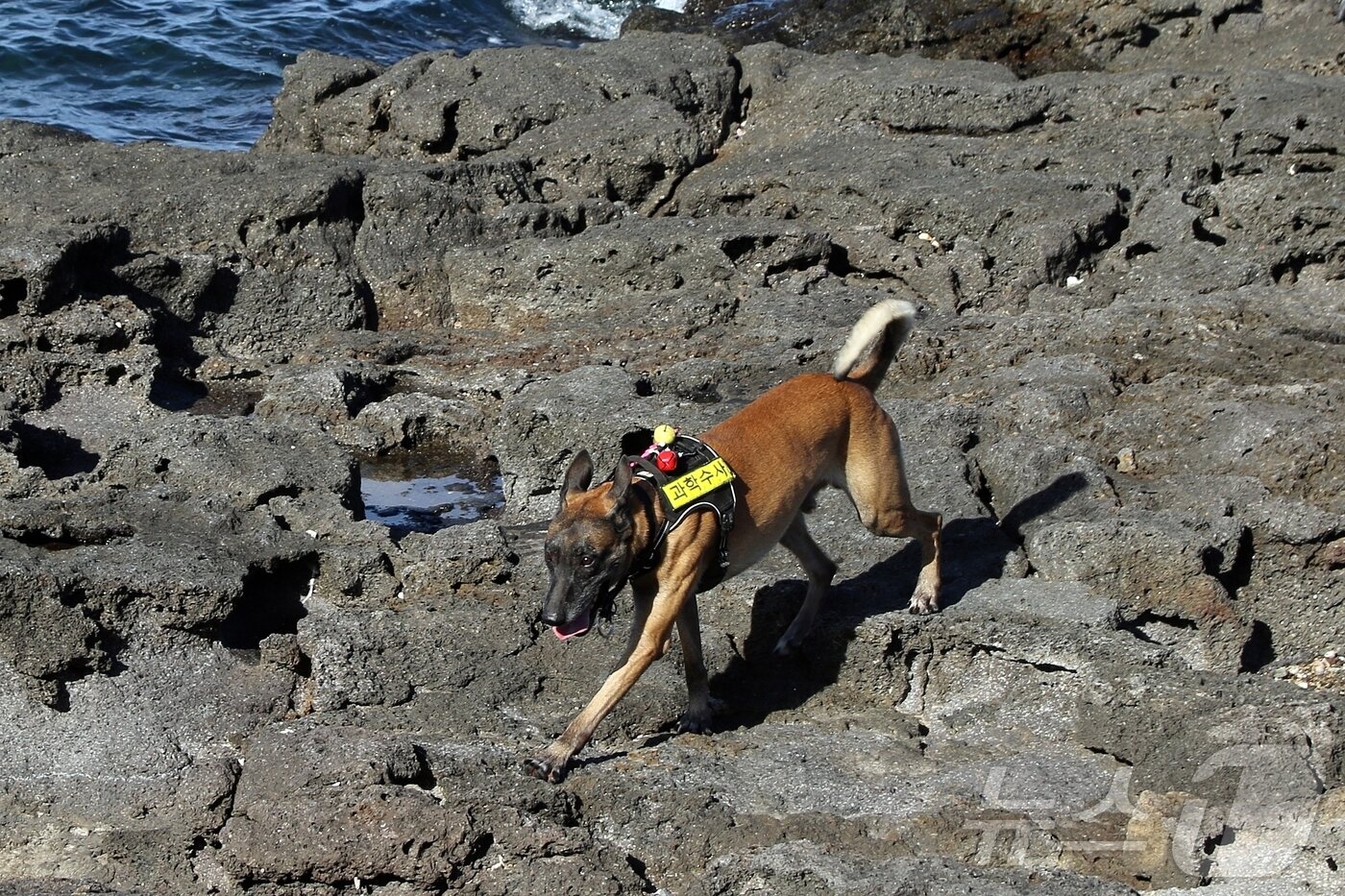 본문 이미지 - 11일 오후 제주시 연대포구 인근에서 제주걍칠 소속 수색견이 마약류를 찾기 위해 수색하는 모습.2025.11.11/뉴스1 ⓒ News1 홍수영 기자