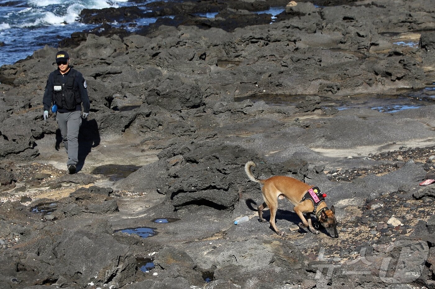 본문 이미지 - 11일 오후 제주시 연대포구 인근에서 제주걍칠 소속 수색견이 마약류를 찾기 위해 수색하는 모습. 이날 제주 북부 해안지역을 중심으로 한 집중 수색에는 제주경찰청과 제주해양경찰청, 제주도청, 해병대 9여단, 제주자치경찰단, 세관, 국정원, 바다환경지킴이 등 총 810명과 드론, 수색견 등이 투입됐다.2025.11.11/뉴스1 ⓒ News1 홍수영 기자