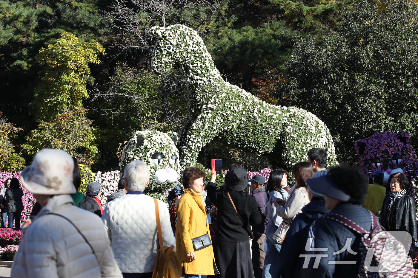 (대구=뉴스1) 공정식 기자 = 11일 오후 대구 달서구 대구수목원에서 열린 '제24회 국화전시회'가 형형색색 국화로 장식된 국화 작품을 관람하려는 인파로 붐비고 있다.대구수목원은 …